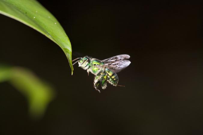 Insect Eyes Enable Drones to Fly Independently
