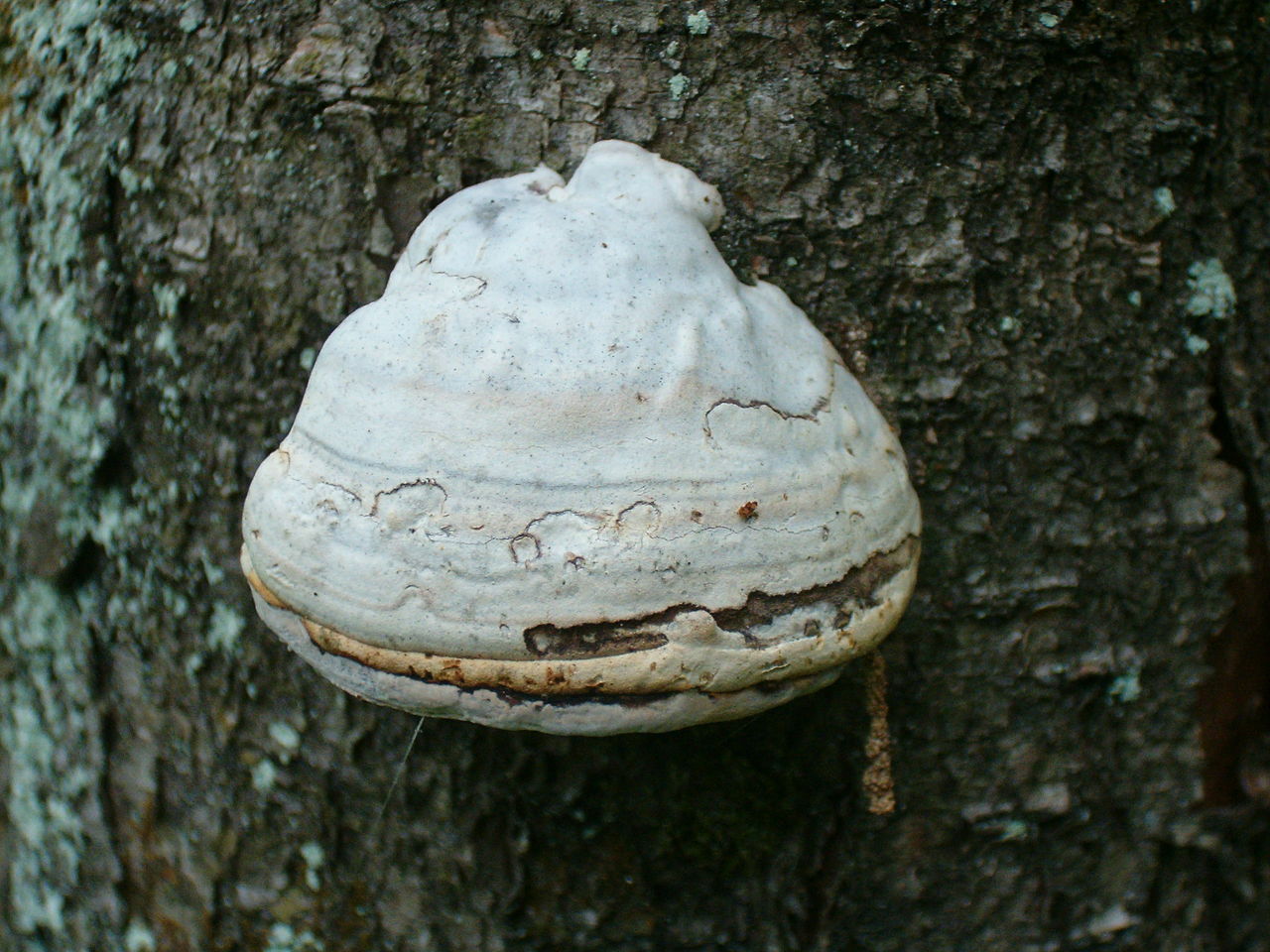 1280px-Fomes_fomentarius_45113